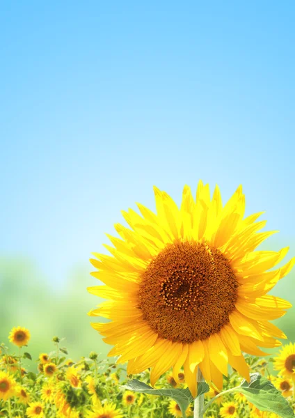 Girasoles — Foto de Stock