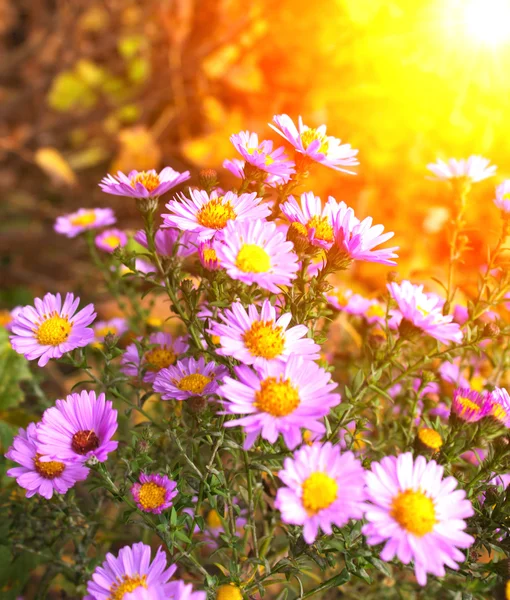 Flowers of chrysanthemum — Stock Photo, Image