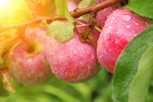 Crop of apples — Stock Photo, Image