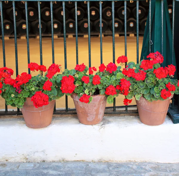 Flowerpots with geranium — Stock Photo, Image