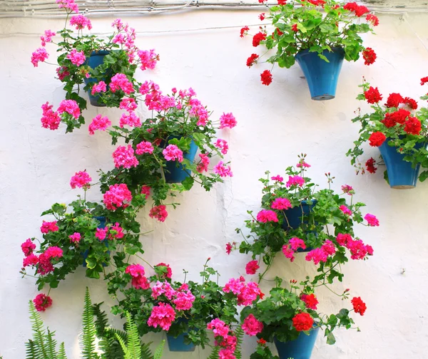Flowerpots with geranium — Stock Photo, Image
