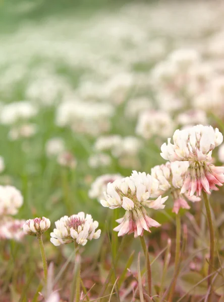 Flowers of clover — Stock Photo, Image
