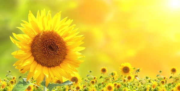 Sunflowers — Stock Photo, Image