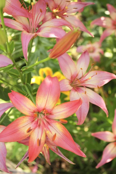 Hermosas lilas — Foto de Stock