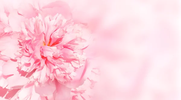 Flower of peony — Stock Photo, Image