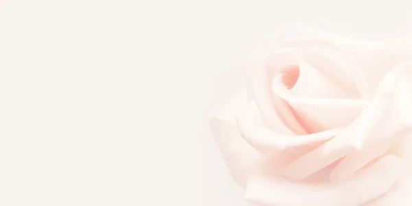 Роуз — стокове фото