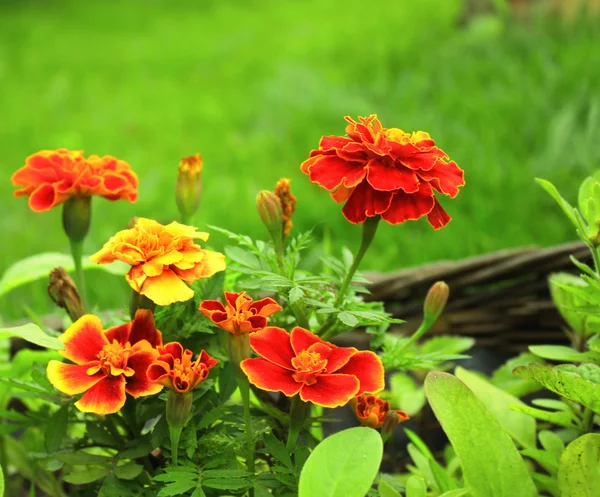 Λουλούδια της tagetes patula — Φωτογραφία Αρχείου