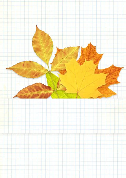 Fondo con foglie autunnali — Foto Stock