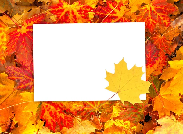 Background with autumn leaves and paper — Stock Photo, Image