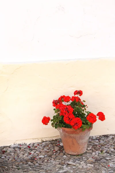 Flowerpots with geranium — Stock Photo, Image