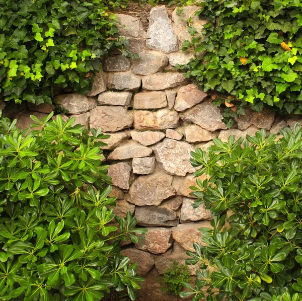 Ivy and the ancient wall — Stock Photo, Image