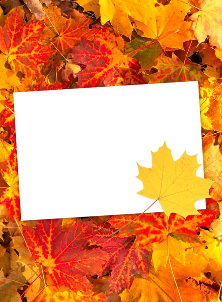 Hintergrund mit Herbstblättern und Papier — Stockfoto