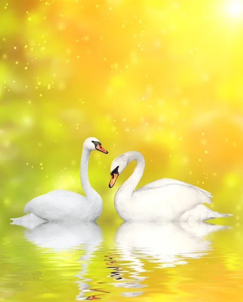 Two swans — Stock Photo, Image