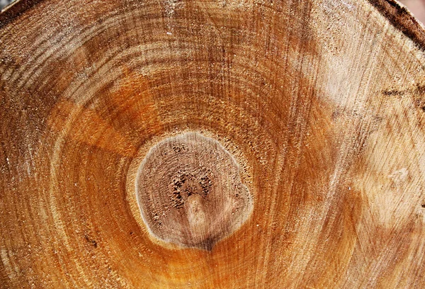 Cut of a log — Stock Photo, Image