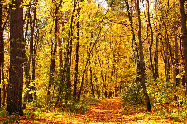 Bosque de otoño —  Fotos de Stock