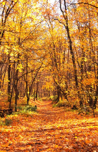 Höst skog — Stockfoto