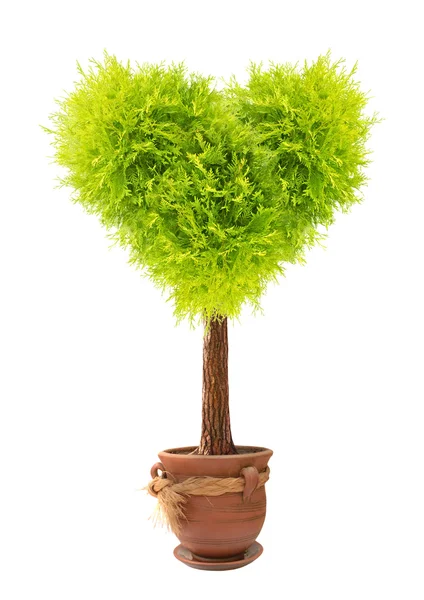 Szív alakú fa virágcserép — Stock Fotó
