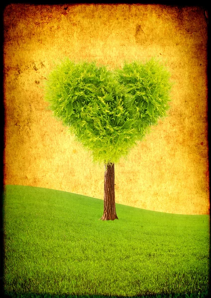 Heart shape tree — Stock Photo, Image