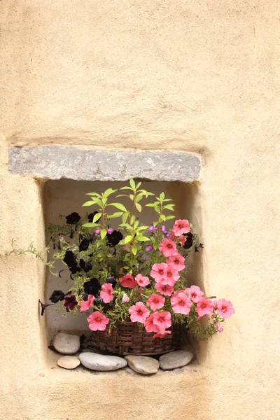 Pot de fleurs avec pétunias — Photo