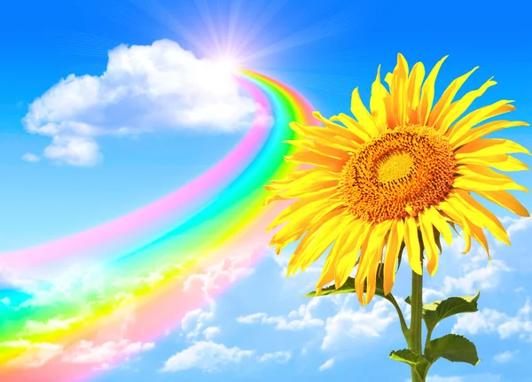 Rainbow and sunflower — Stock Photo, Image