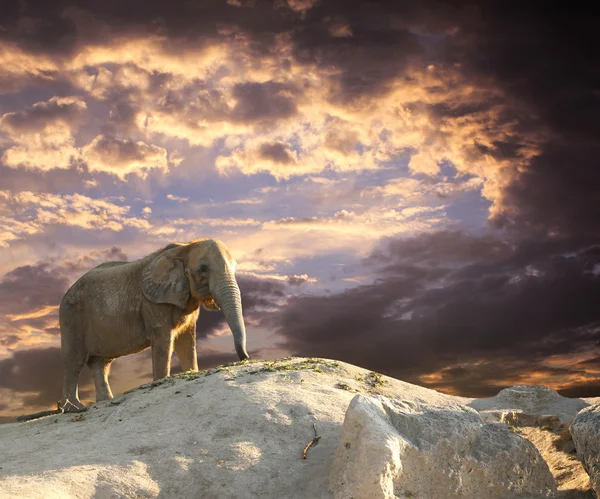 Elefante al atardecer —  Fotos de Stock