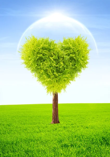 Heart shape tree — Stock Photo, Image