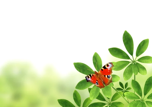 Daun hijau dan kupu-kupu — Stok Foto