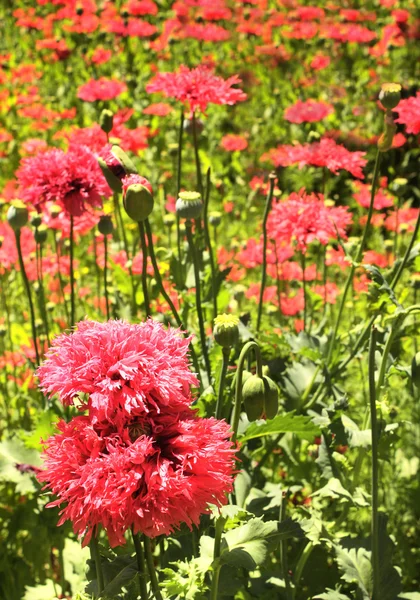 Rode papavers — Stockfoto