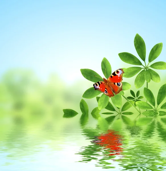 Folhas verdes e borboleta — Fotografia de Stock