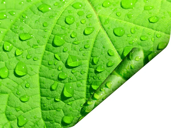 Frame of a green leaf — Stock Photo, Image