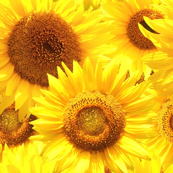Nahtloser Hintergrund mit Sonnenblumen — Stockfoto