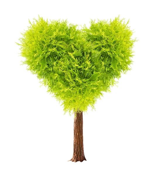 Herzförmiger Baum — Stockfoto