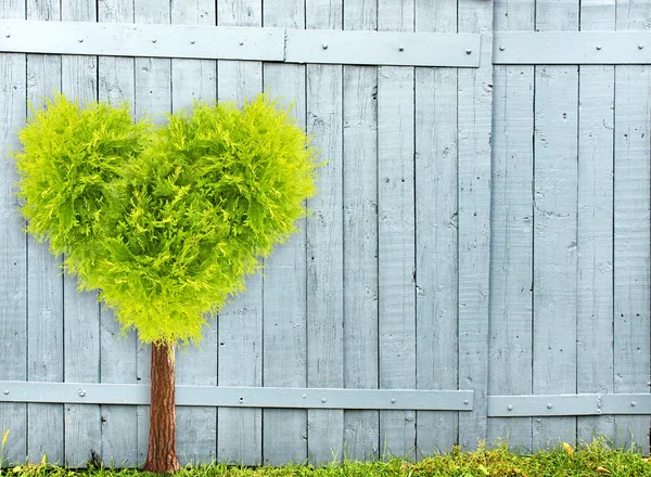 Old wooden fence and heart shape tree — Stock Photo, Image