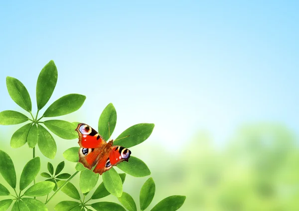 Folhas verdes e borboleta — Fotografia de Stock