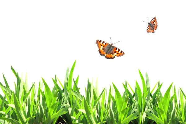 Summer frame with green grass and butterflies — Stock Photo, Image