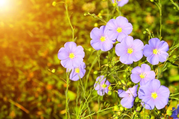 Blomväxter — Stockfoto