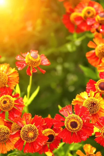 Spring flowers — Stock Photo, Image