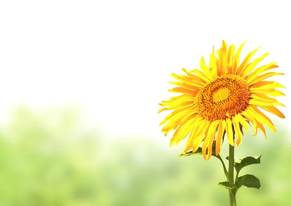 Solros och grönt gräs — Stockfoto