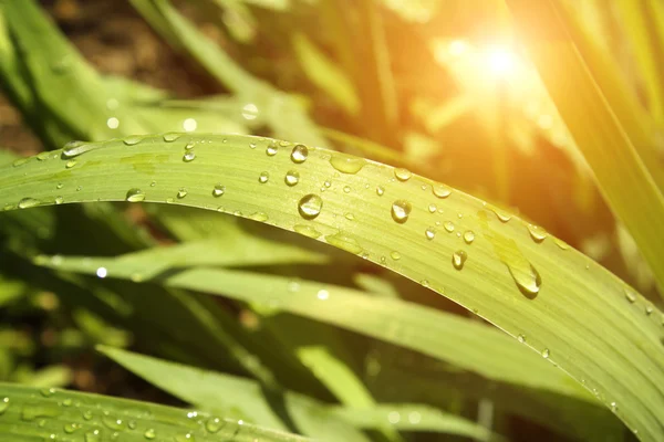 Gotas — Fotografia de Stock