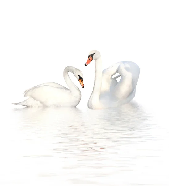 Dois cisnes — Fotografia de Stock