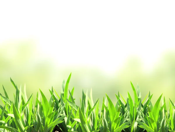 Green grass — Stock Photo, Image