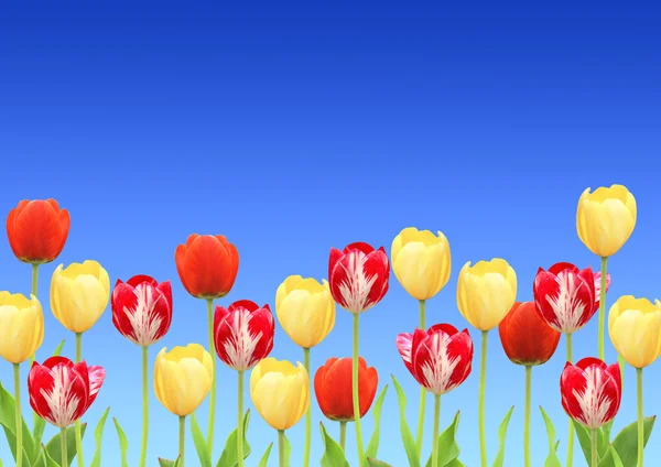 Flowers of a tulips — Stock Photo, Image