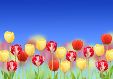 bir lale çiçekleri