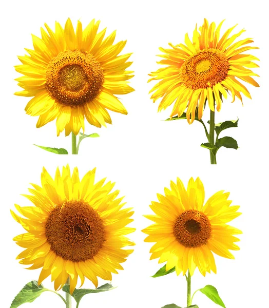 Collection of sunflowers — Stock Photo, Image