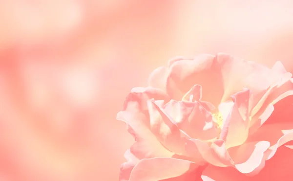 Banner con rosa — Foto de Stock