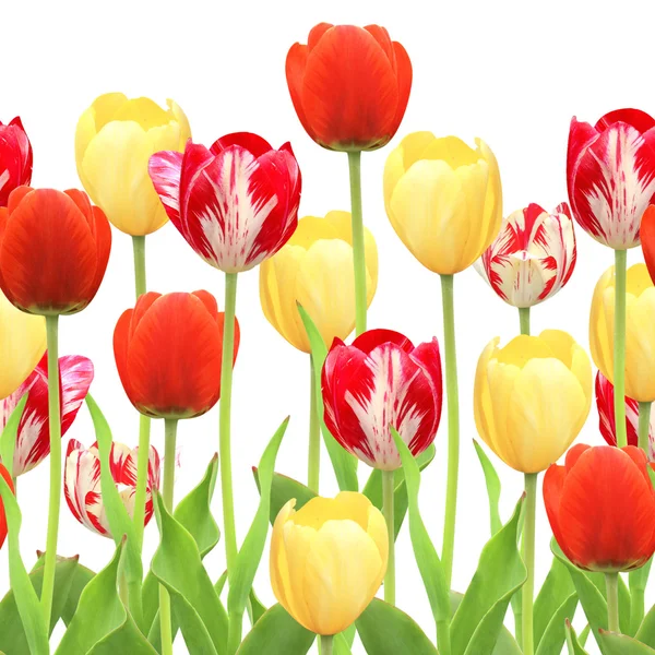 Seamless border with tulips — Stock Photo, Image