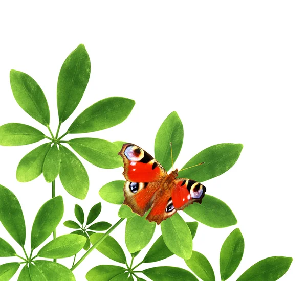 Green leaves and butterfly — Stock Photo, Image