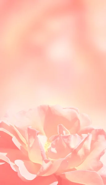 Banner with rose — Stock Photo, Image