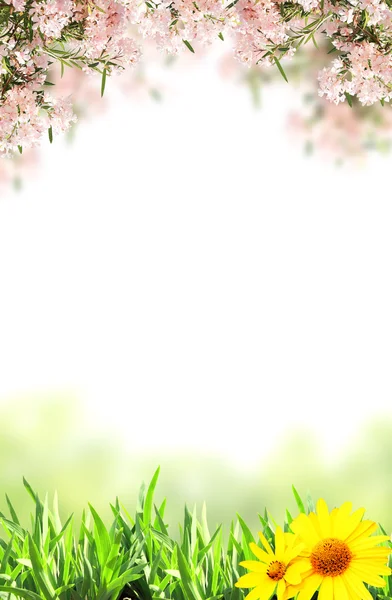 Pink flowers — Stock Photo, Image