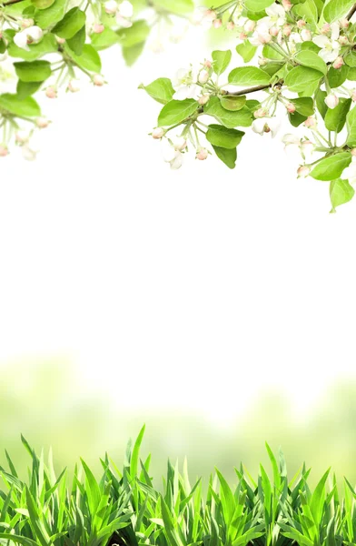 Flores de manzana y hierba verde — Foto de Stock